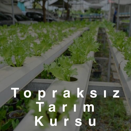 Topraksız